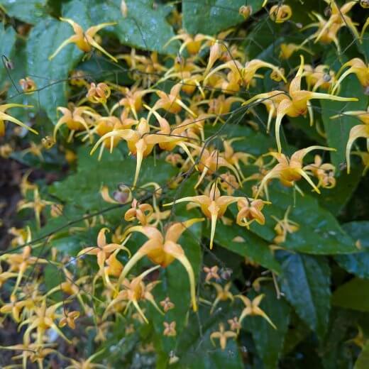 Epimedium Amber Queen