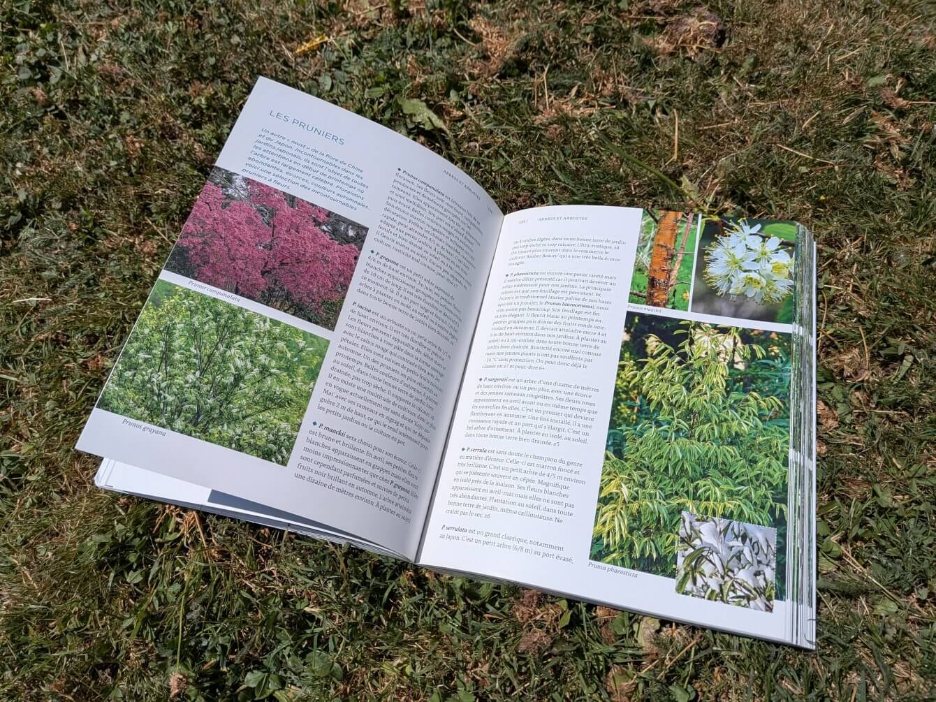 Cultiver les plantes de Chine et du Japon