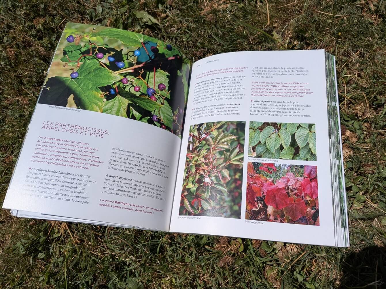 Cultiver les plantes de Chine et du Japon