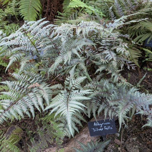Athyrium niponicum var. pictum &lsquo;Silver Falls&rsquo;