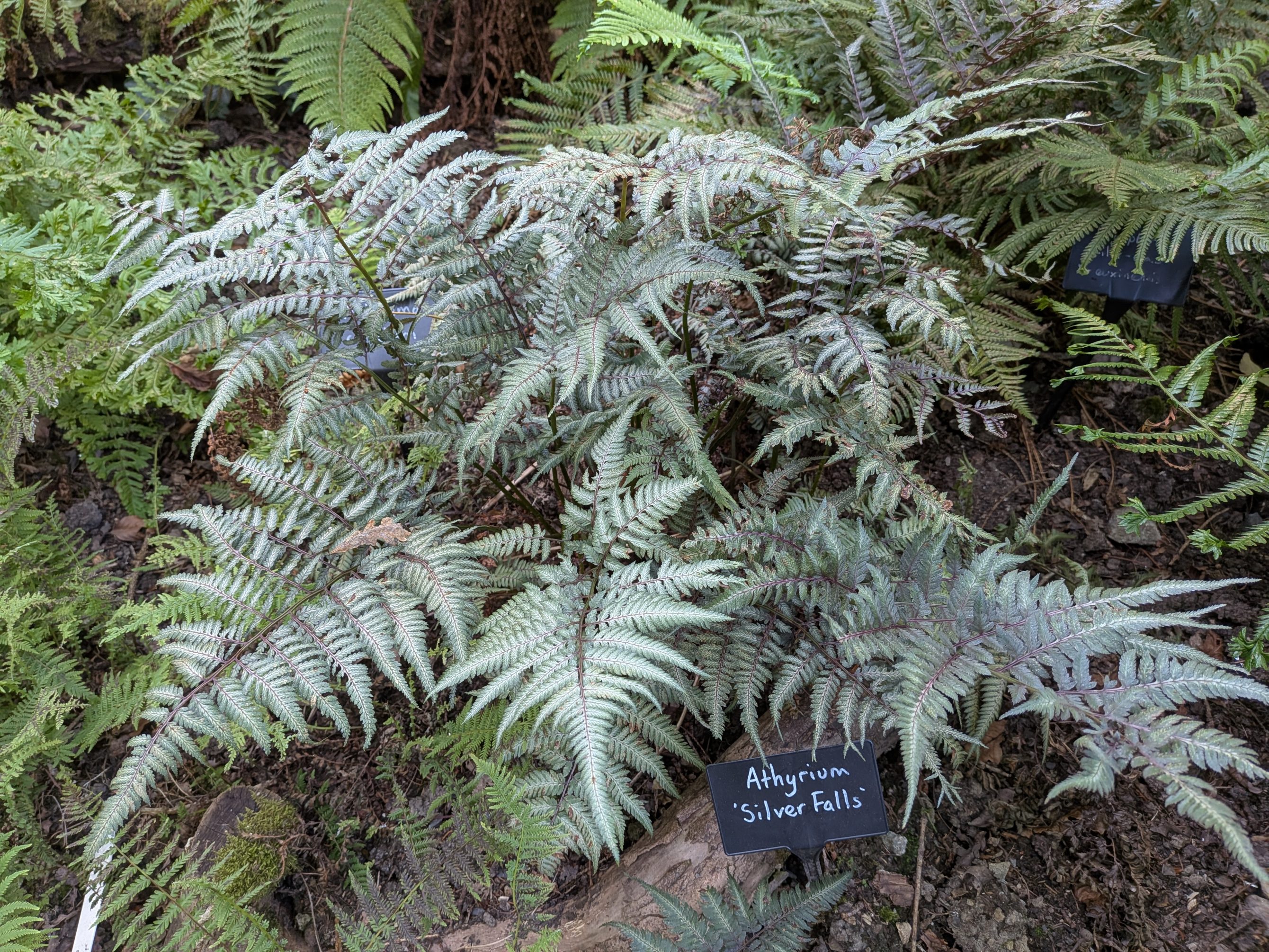 Athyrium niponicum var. pictum &lsquo;Silver Falls&rsquo;