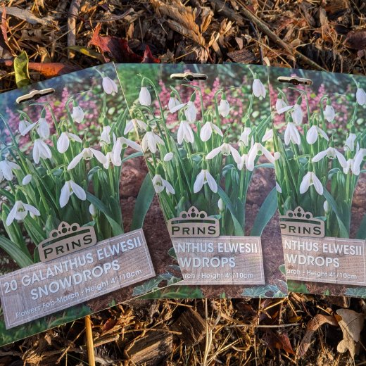 Perce-neige géant