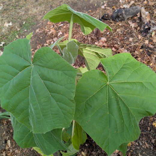 Paulownia elongata Futuro