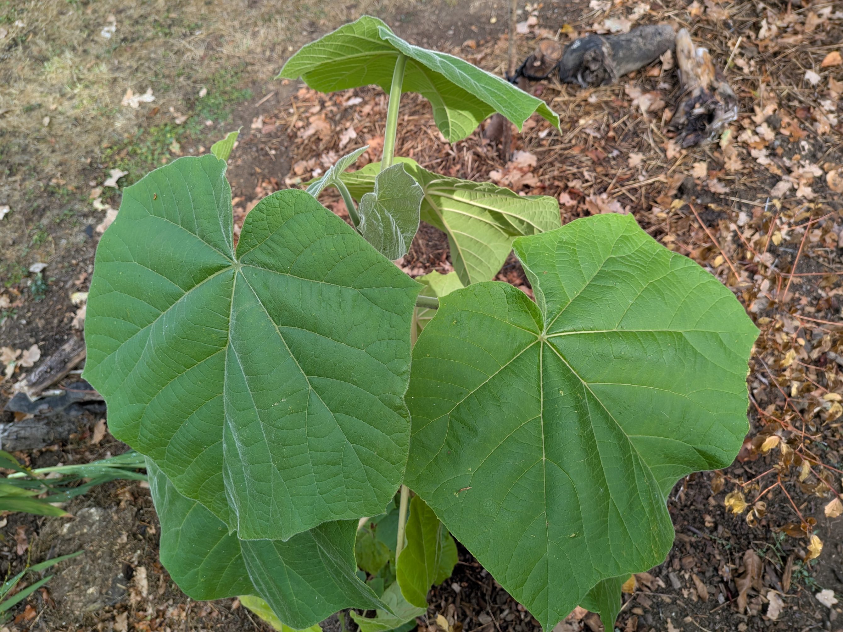 Paulownia elongata Futuro