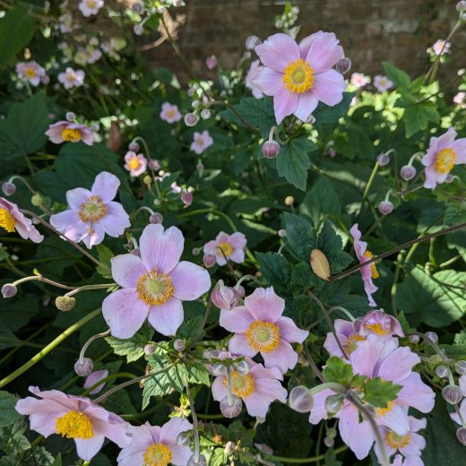 Anemone hupehensis September Charm