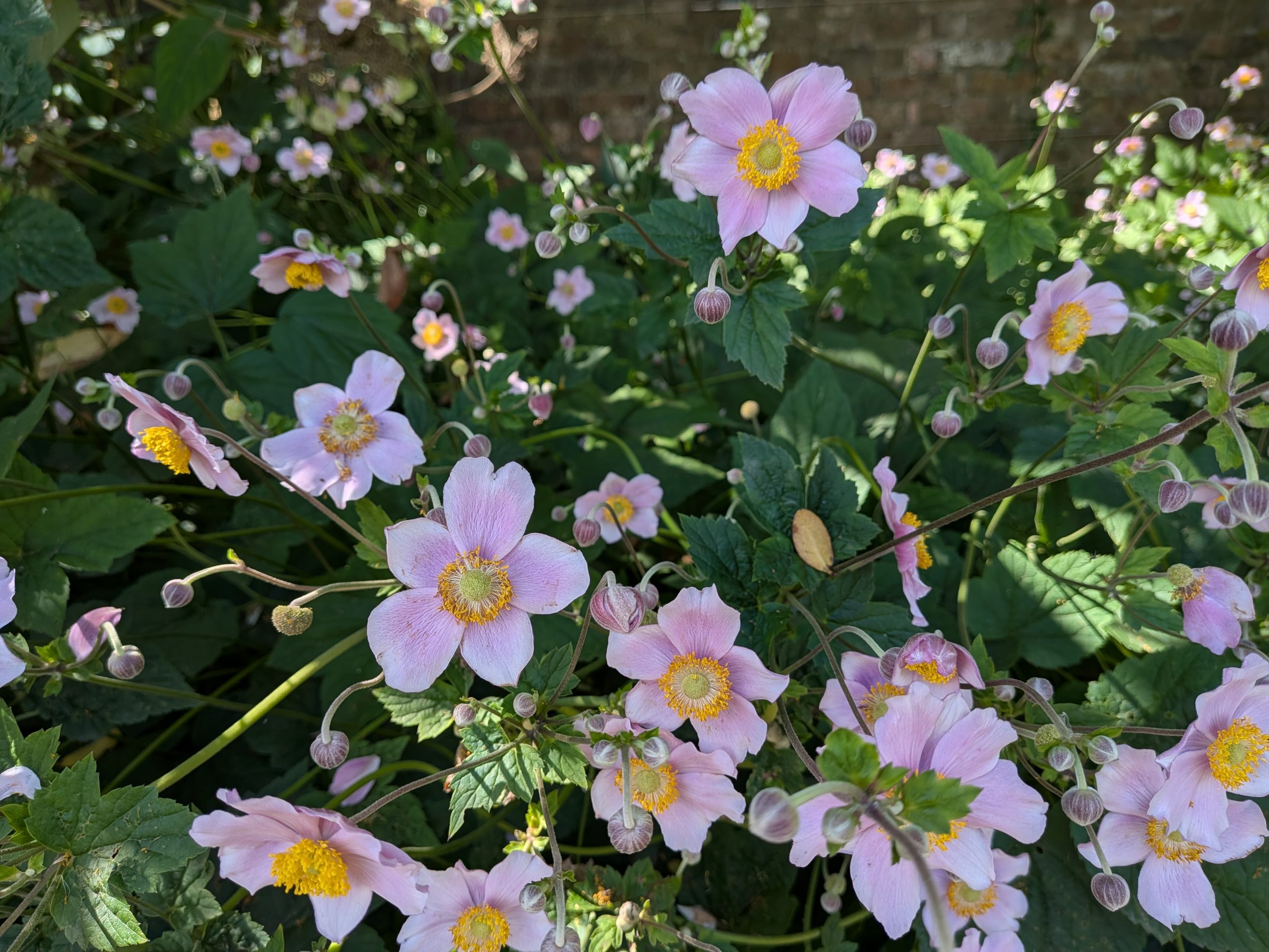 Anemone hupehensis September Charm