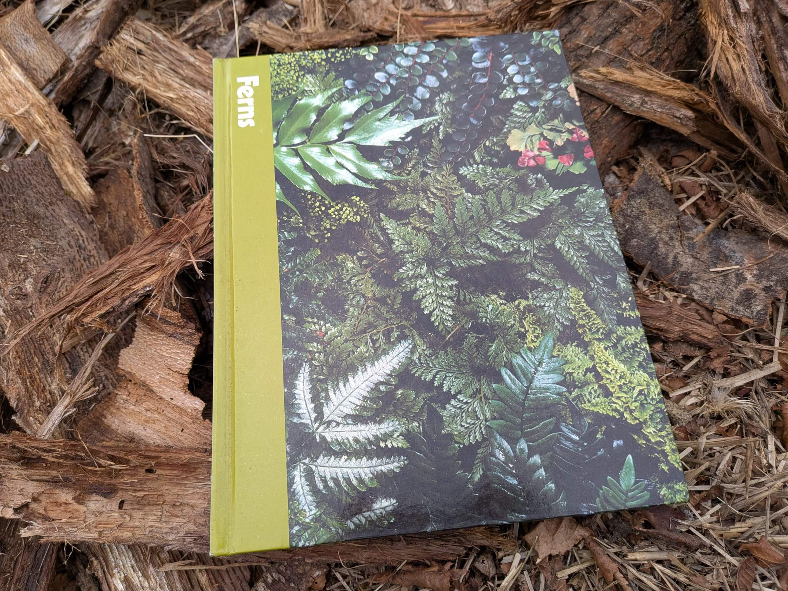 Ferns
