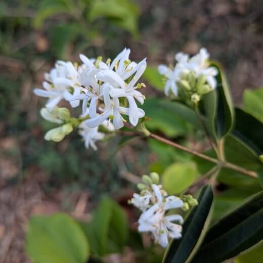 Heptacodium miconioides