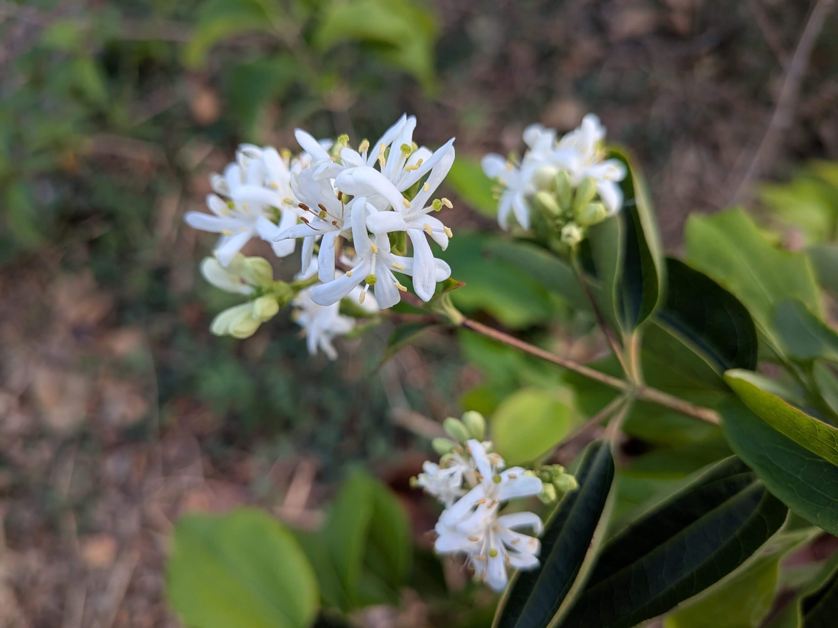 Heptacodium miconioides