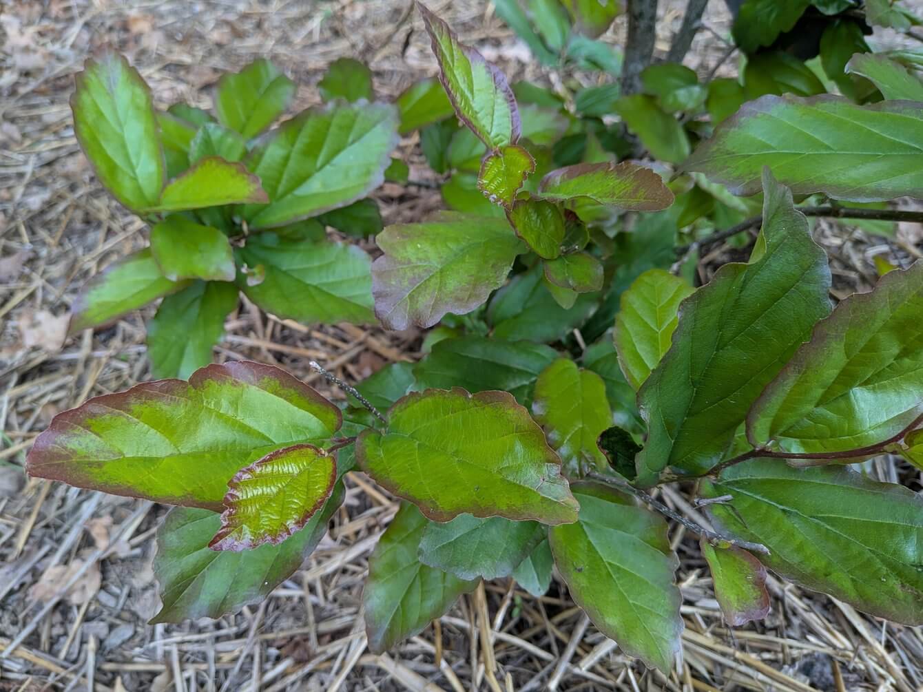 Parrotia persica Vanessa