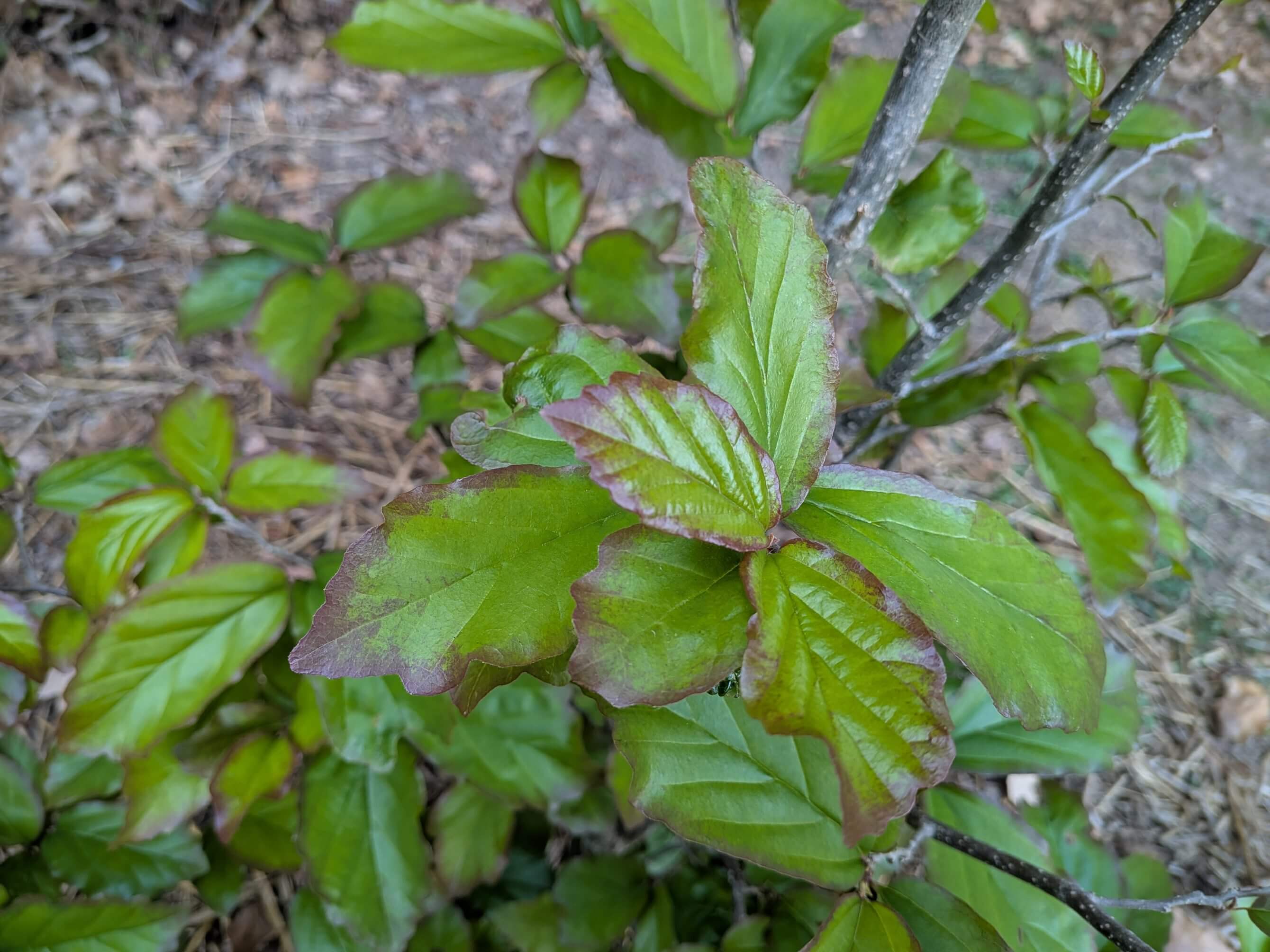 Parrotia persica Vanessa