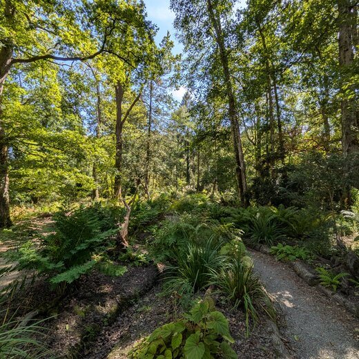 Sous-bois, Picton Castle Gardens
