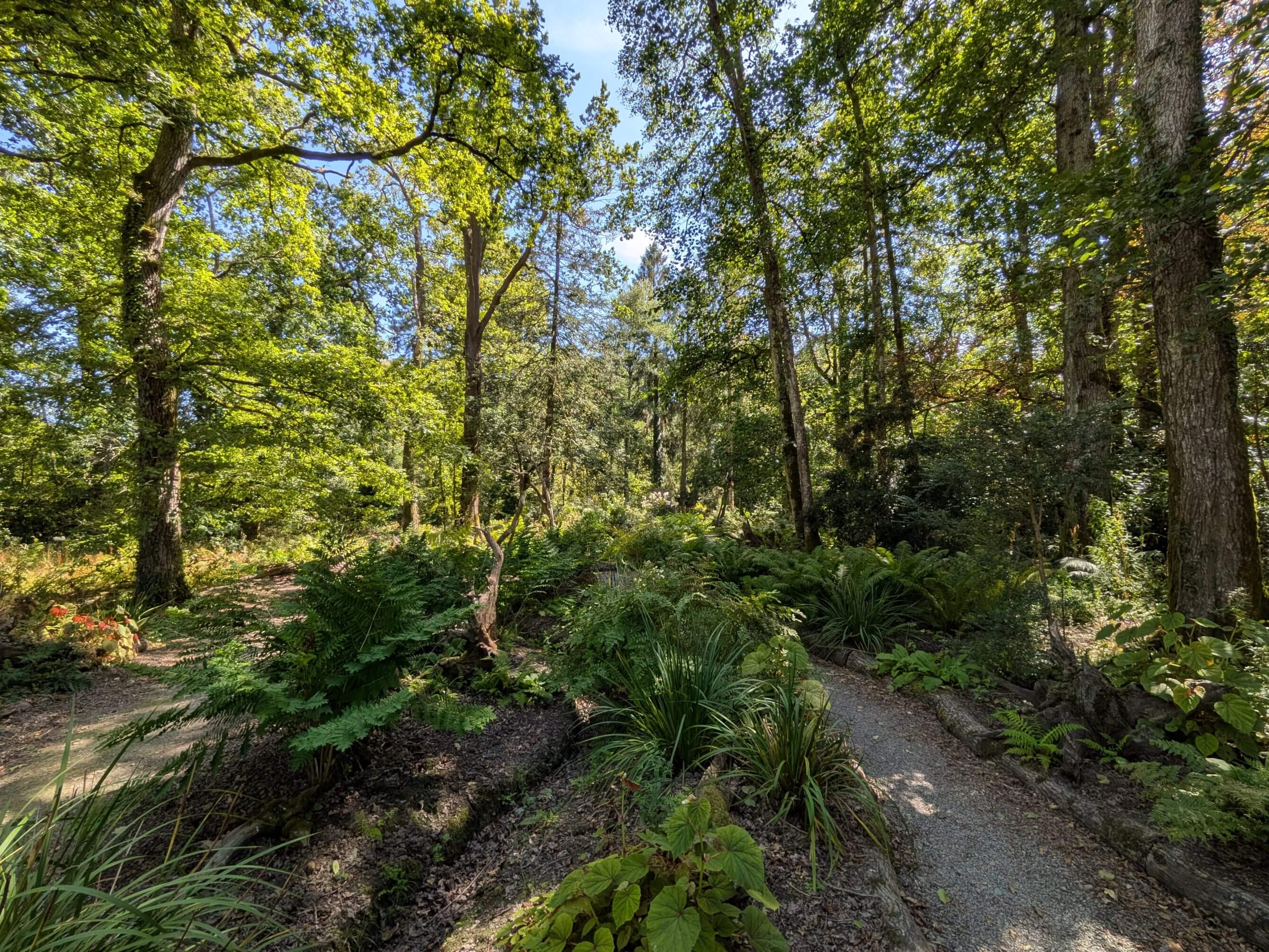 Sous-bois, Picton Castle Gardens