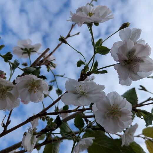 Prunus Accolade