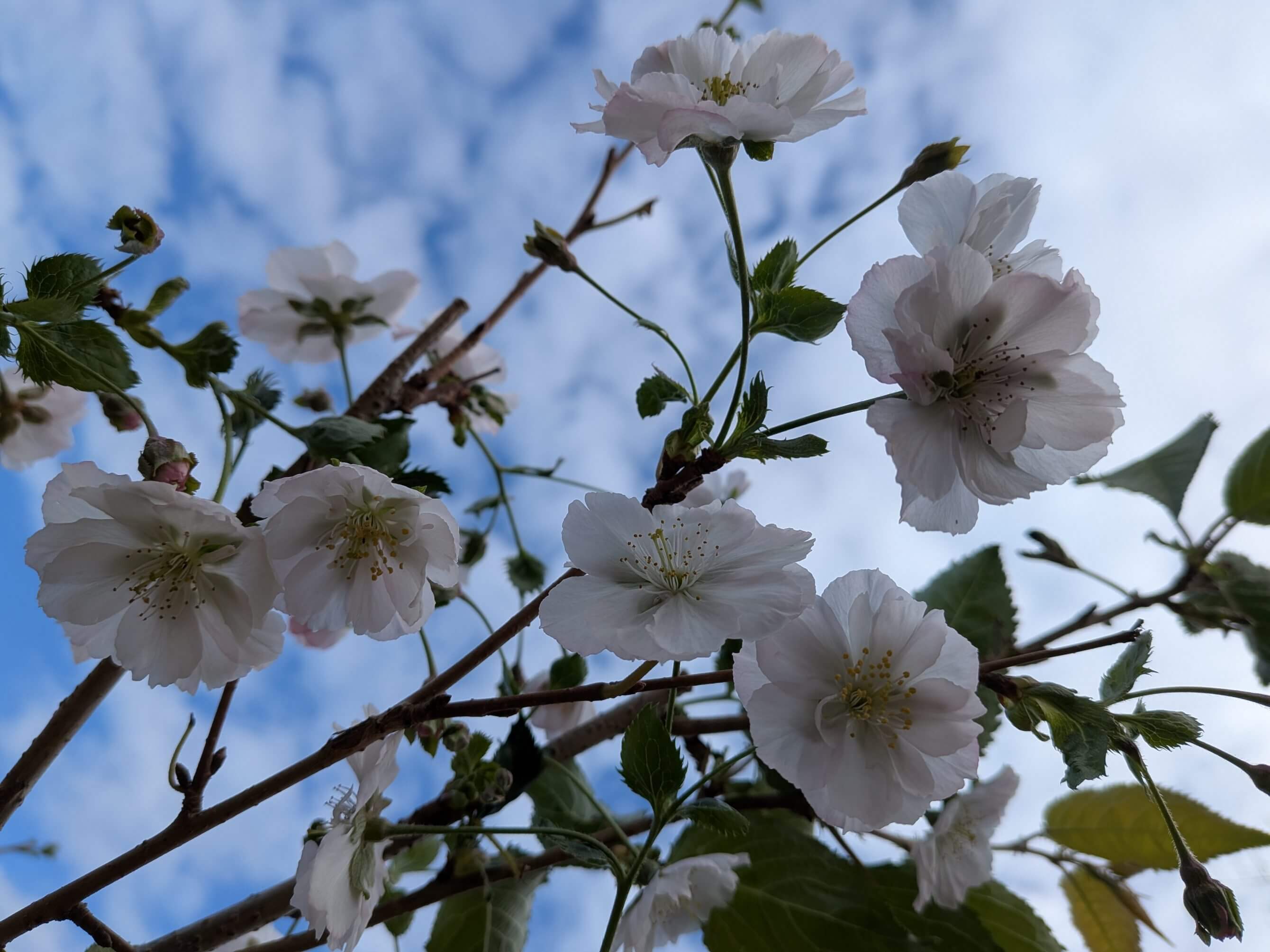 Prunus Accolade