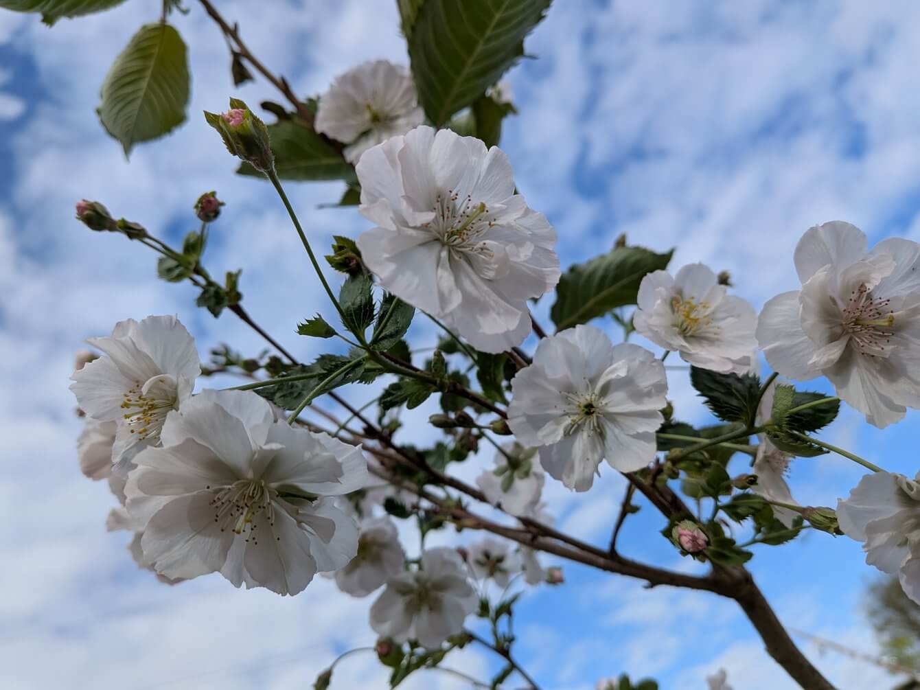 Prunus Accolade
