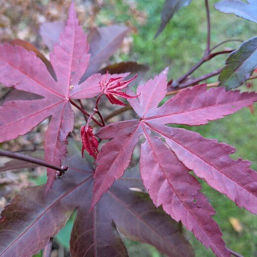Acer palmatum Bloodgood