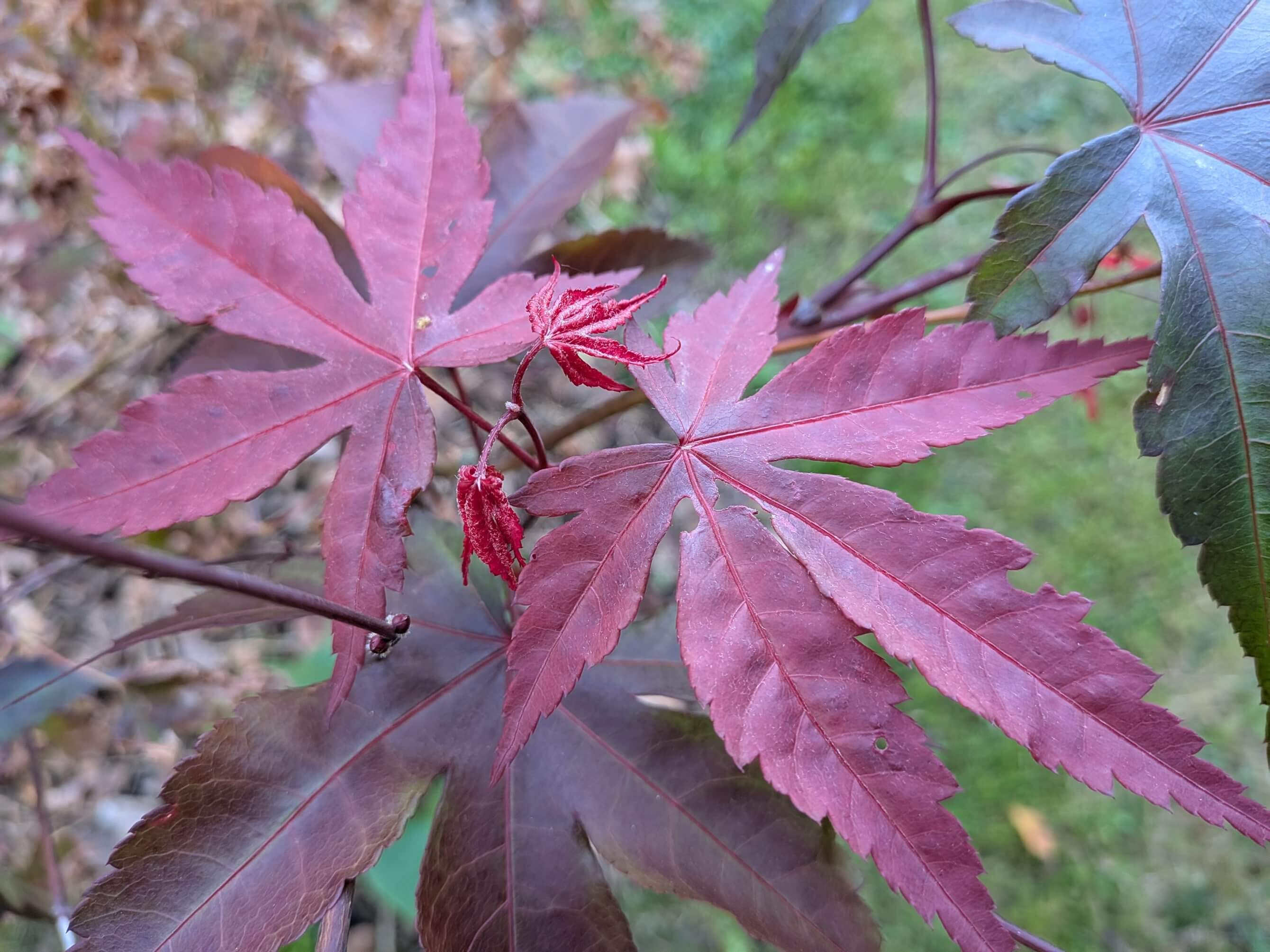 Acer palmatum Bloodgood