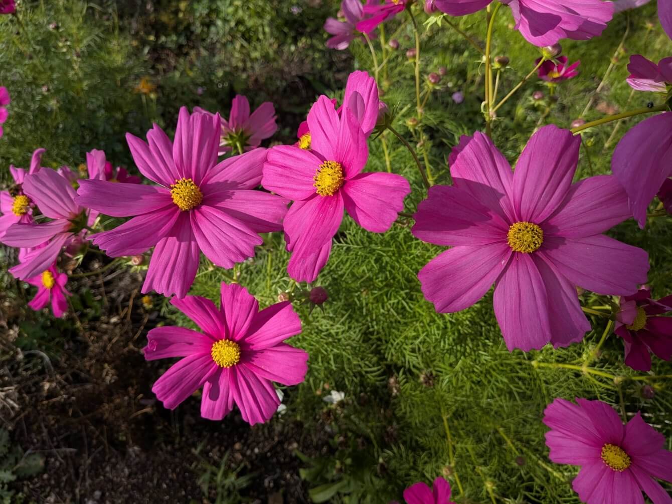 Cosmos
