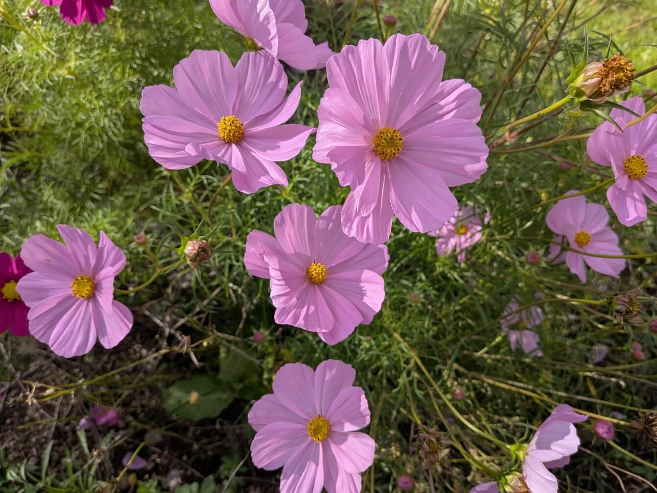 Cosmos
