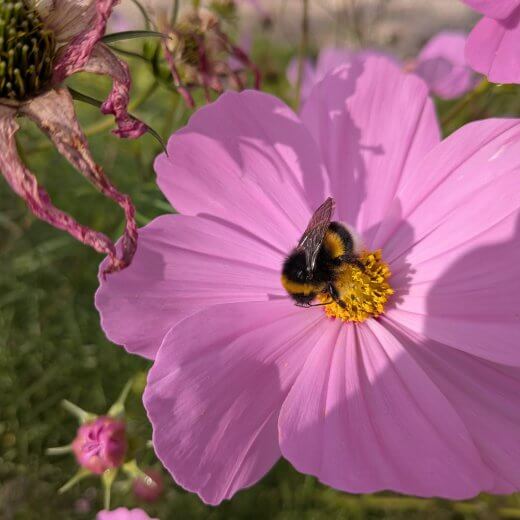 Cosmos bipinnatus