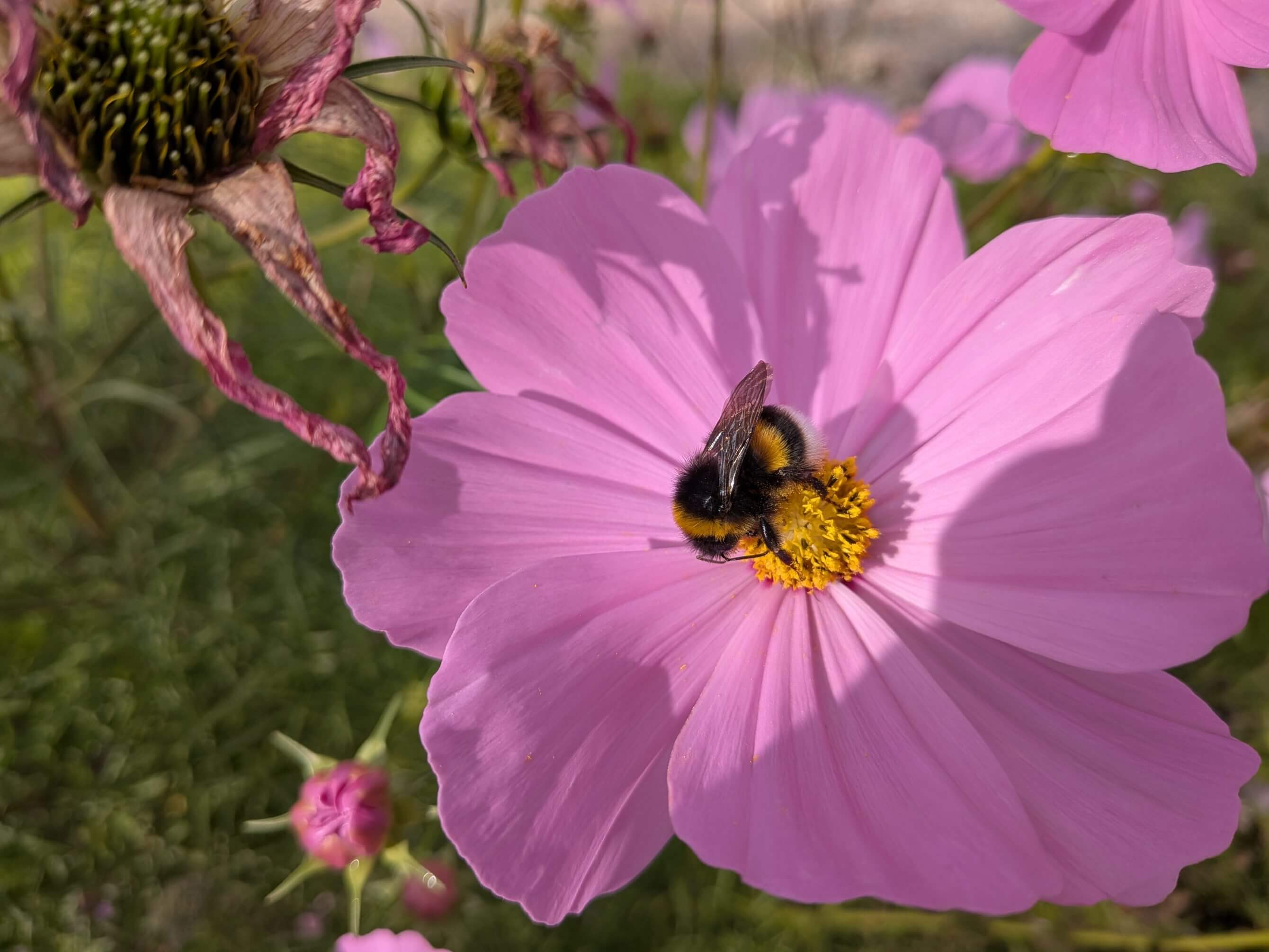 Cosmos bipinnatus