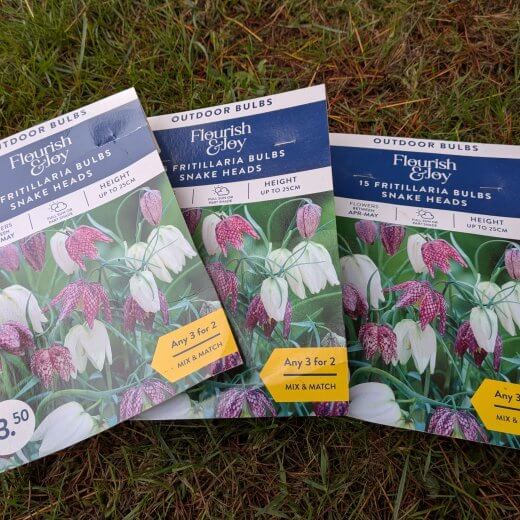 Fritillaria meleagris