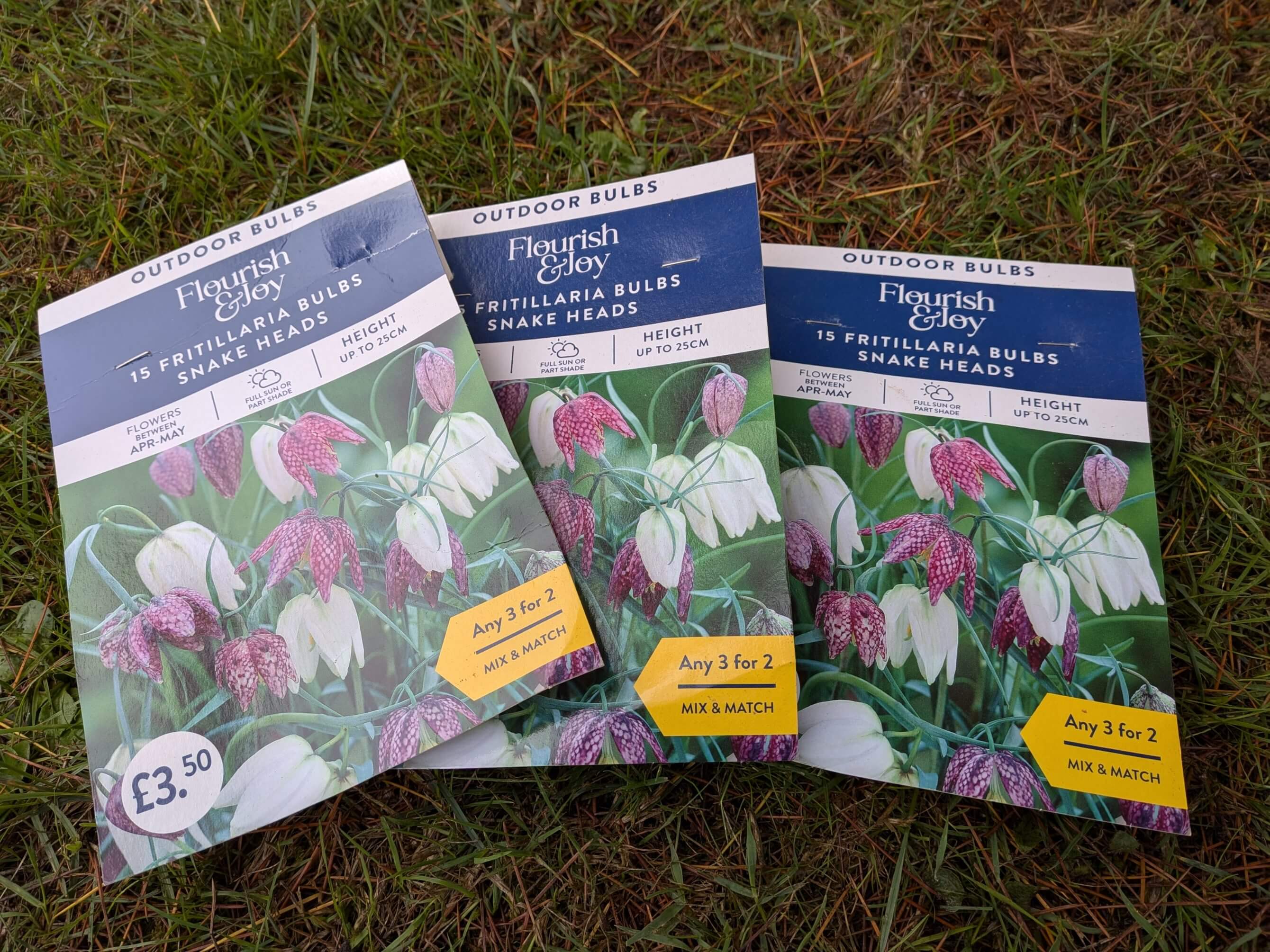 Fritillaria meleagris