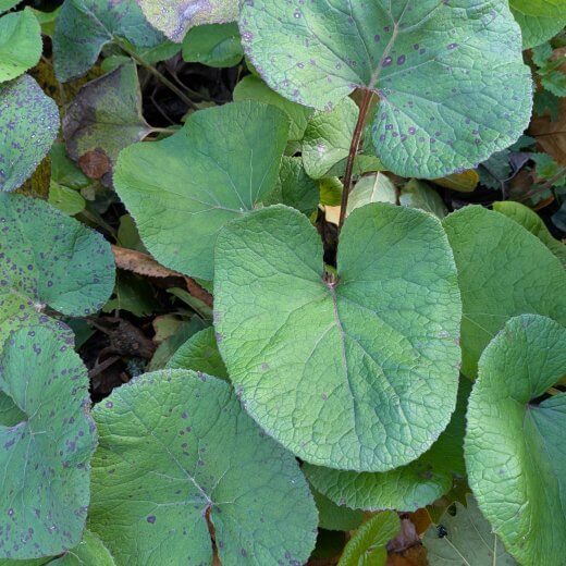 Petasites fragrans