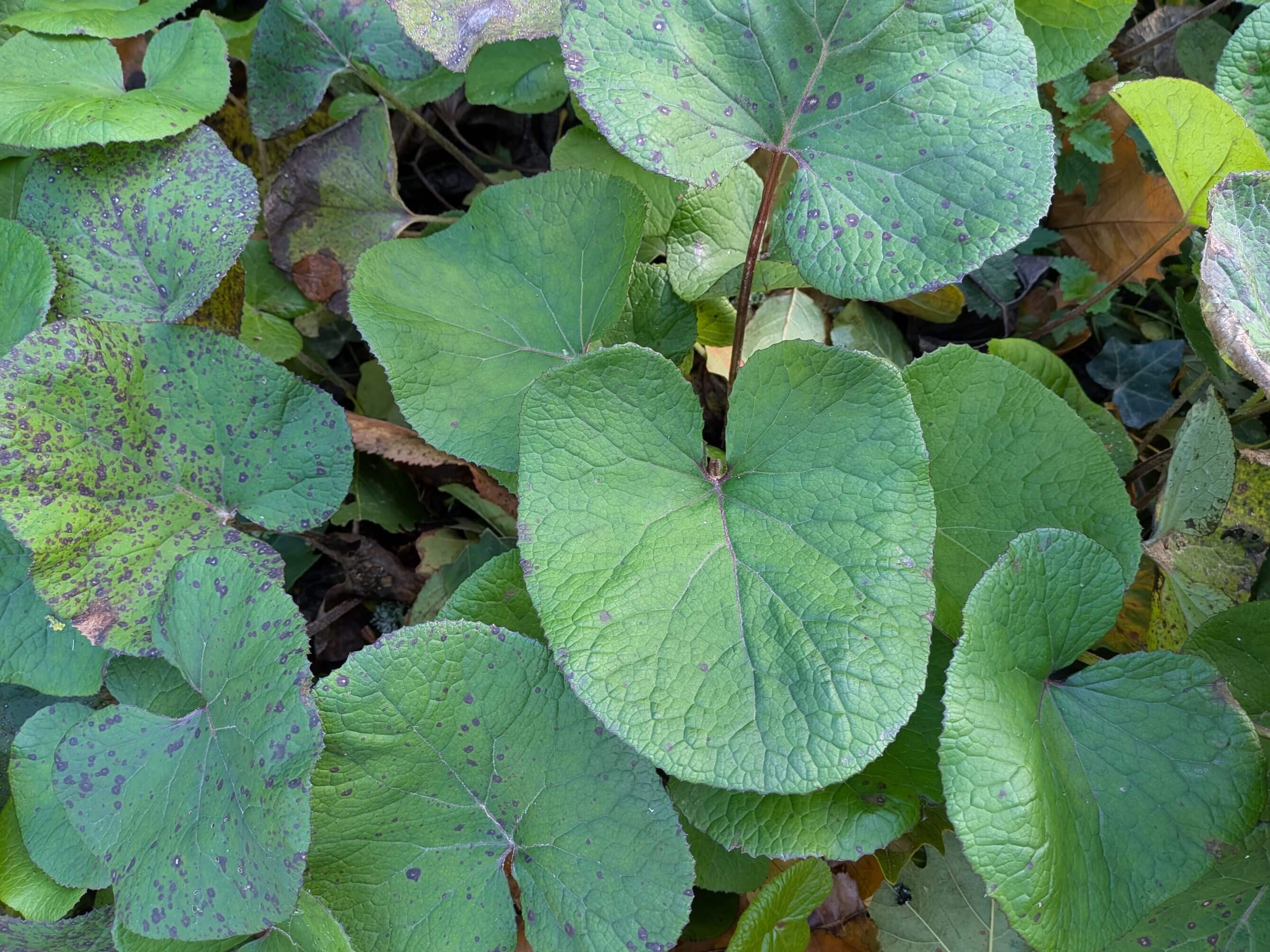 Petasites fragrans