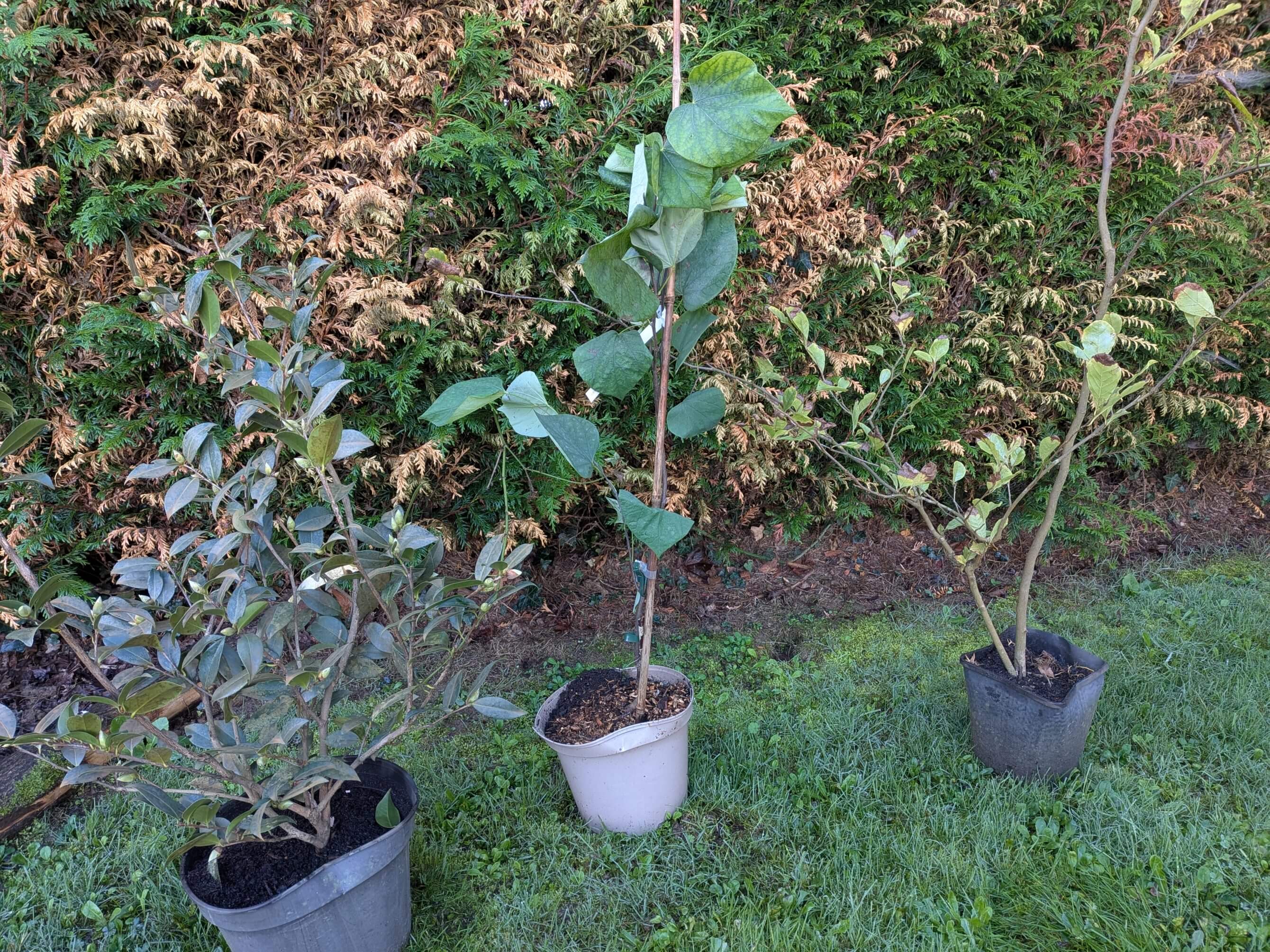 Nouvelles plantations